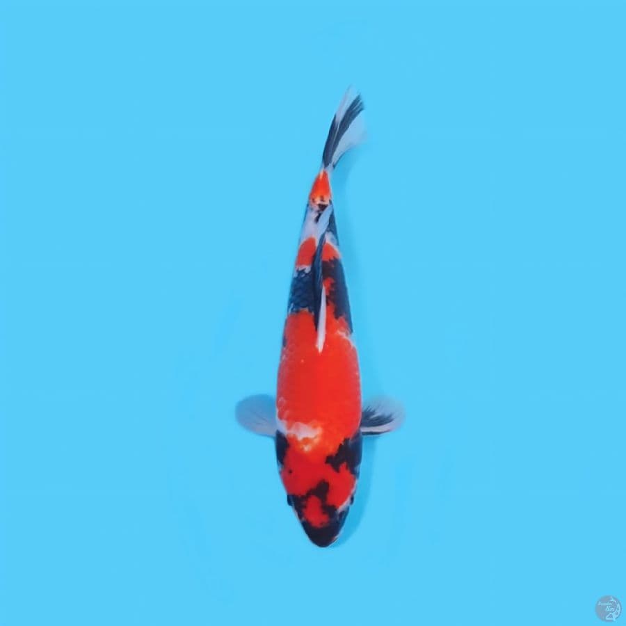 SHOWA RED STRONG 35 CM - FEEMALE
