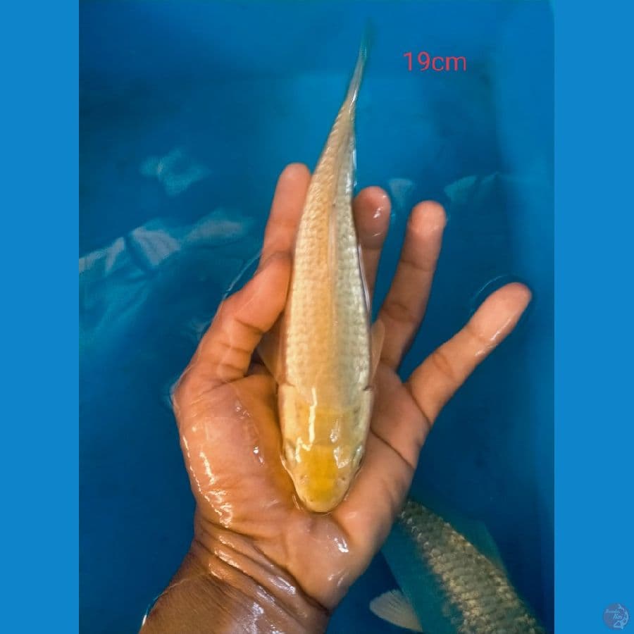 saragoi gindrin 19cm