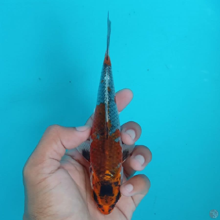 MIZU - BENI GINGGA C 16CM