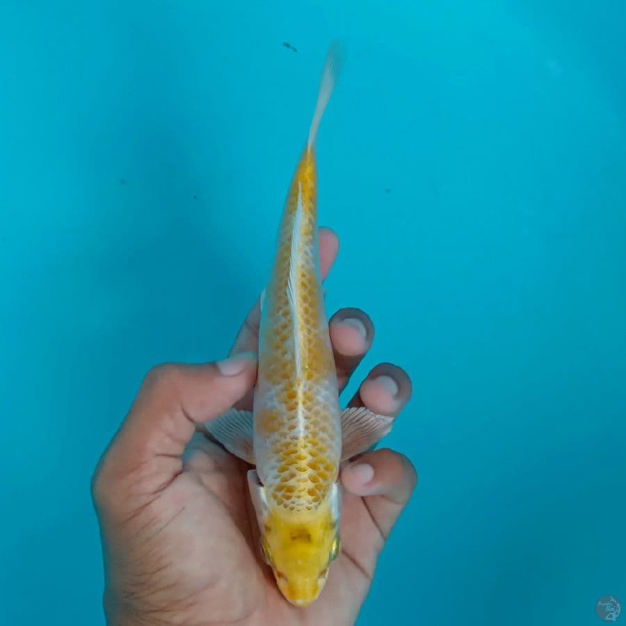 MIZU - HARIWAKE 19CM