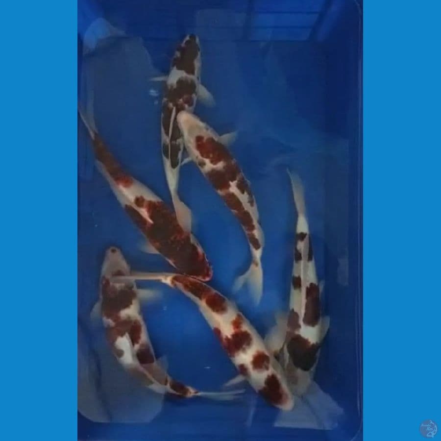goromo, uk 30-36cm

*Teliti sebelum melakukan bidding
*Ikan dalam kondisi siap dan siap kirim
*Harga ikan belum termasuk ongkir + packing
*Dilarang keras BID & RUN
*Konfirmasi pemenang 1x24 jam
*Wajib rekpen atau rekber

Lokasi Blitar
Cp 085815920001

Ter