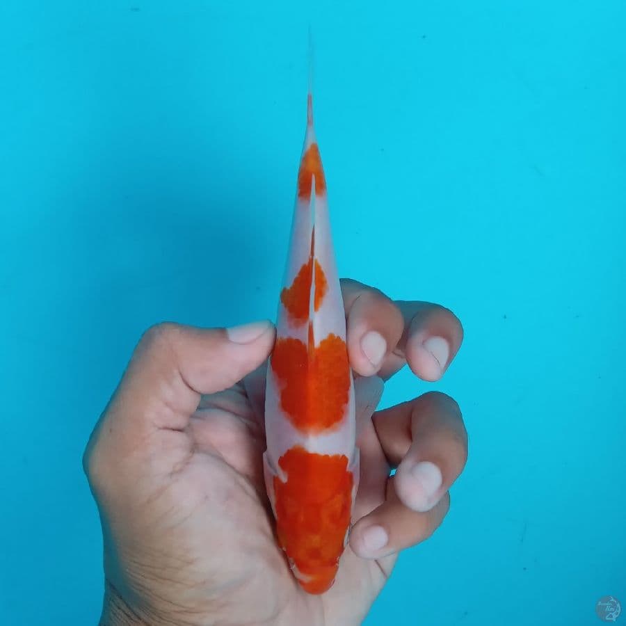 MIZU - KOHAKU C 16CM