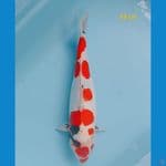 showa doit 38 cm