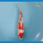 kohaku doit 35 cm