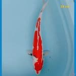 showa doit 38 cm