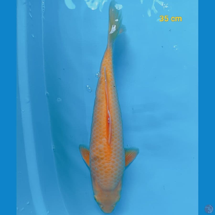 golden corn male 35 cm 