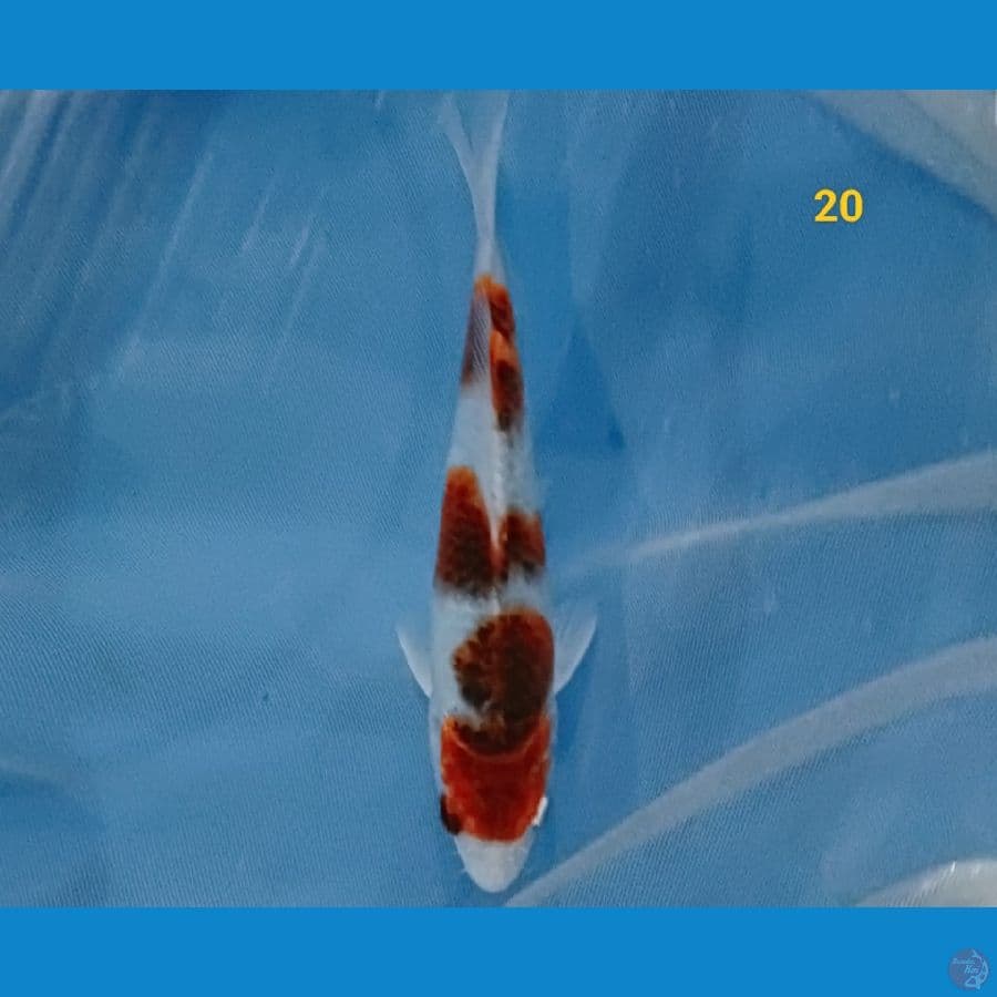 koromo 20 cm