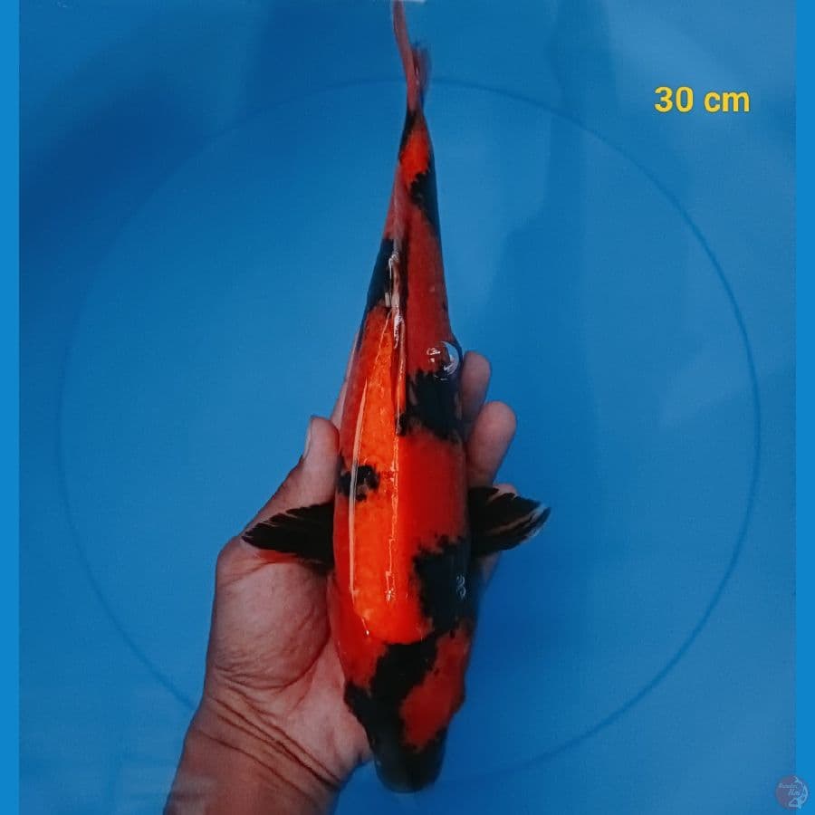ready show hi utsuri male 30 cm