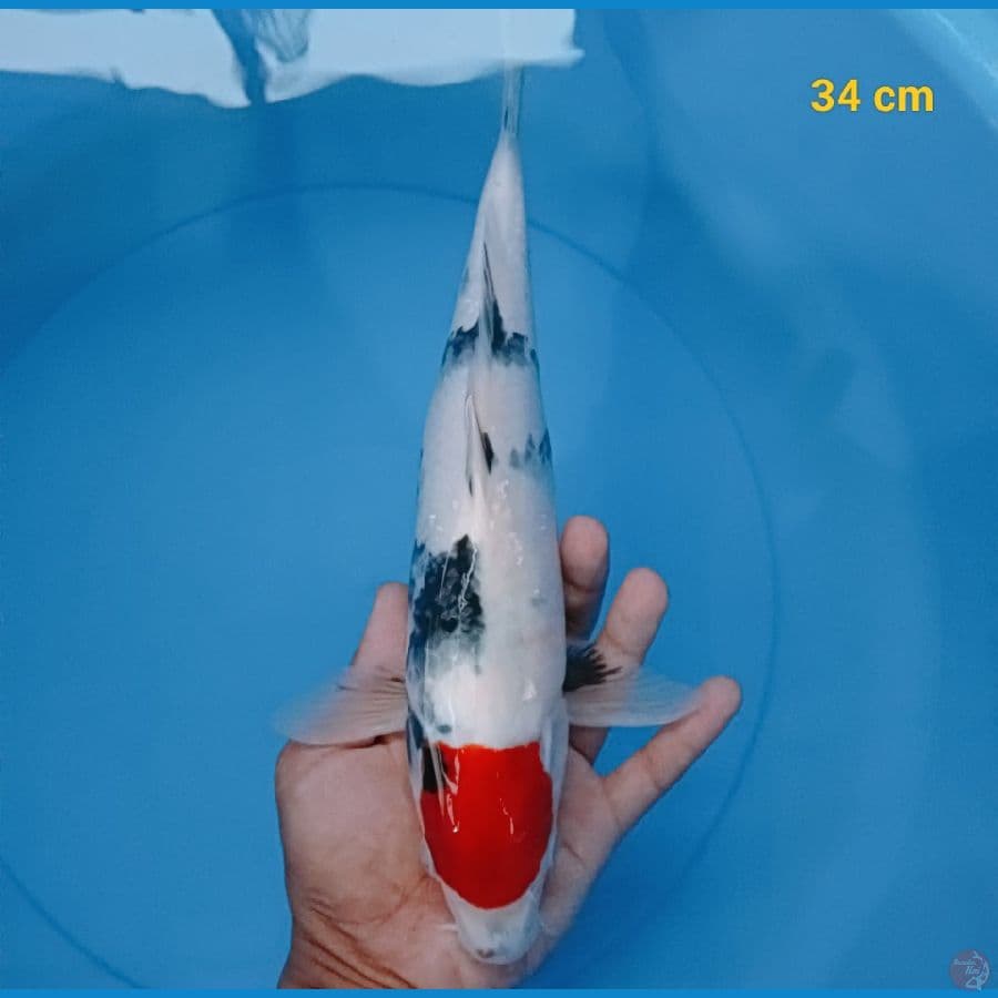 SQ Tancho Showa ori 34 cm