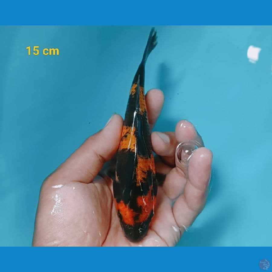 utsuri 15 cm