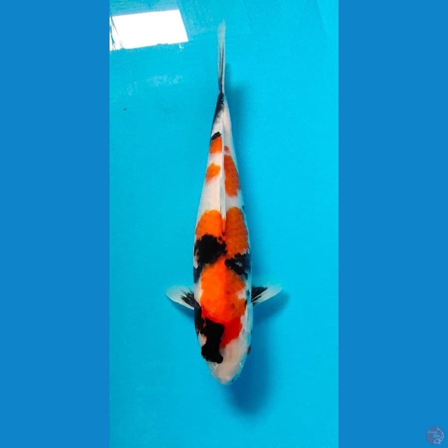 showa 32cm 