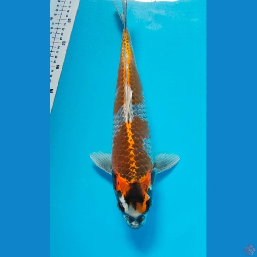 kagone uchiba 40cm