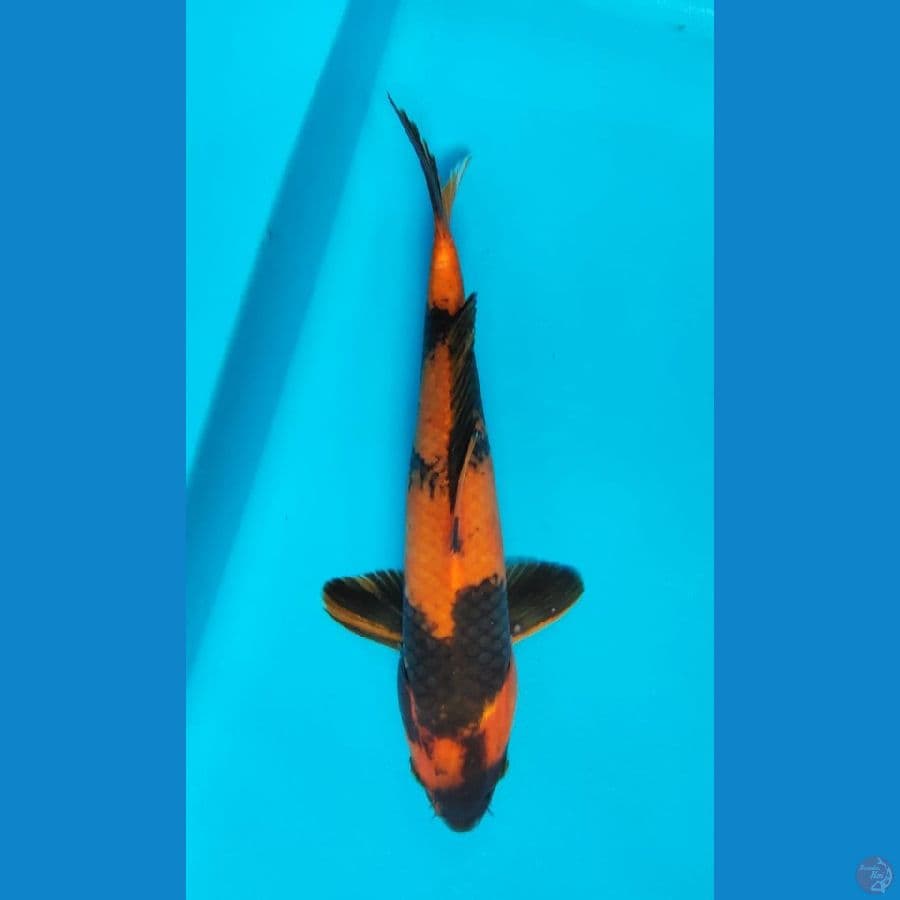 hi uthsuri male 33cm