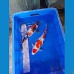 Showa Saken sisi female 38 cm 