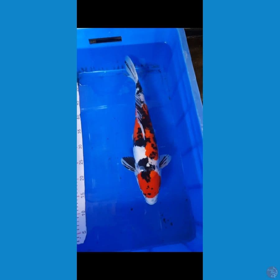 Sanke doitsu 45cm 