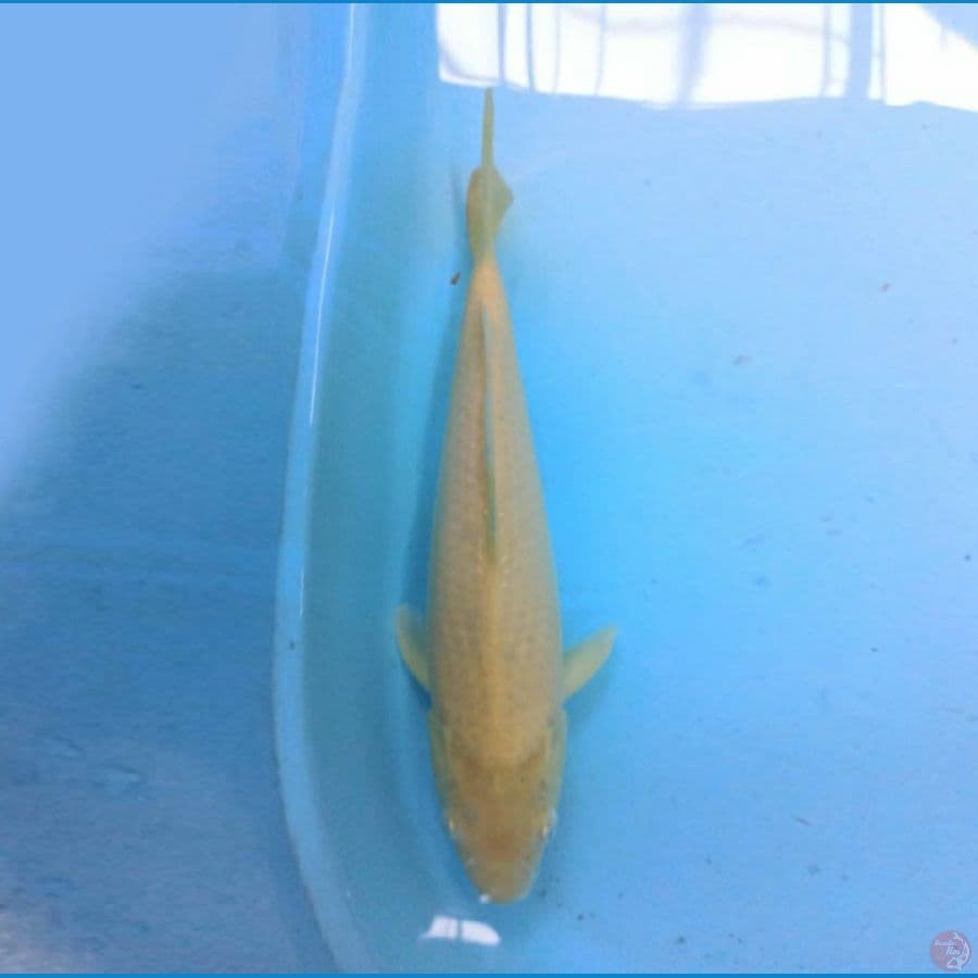 Karashi 38 cm