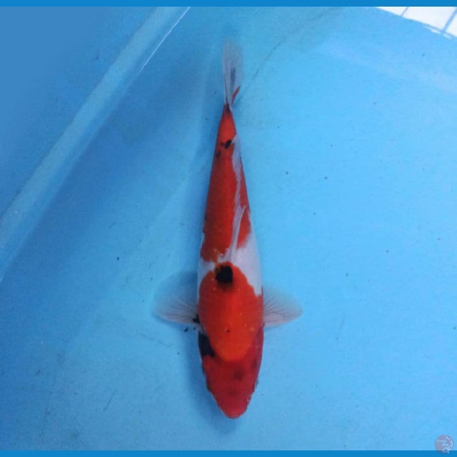 Showa 31 cm