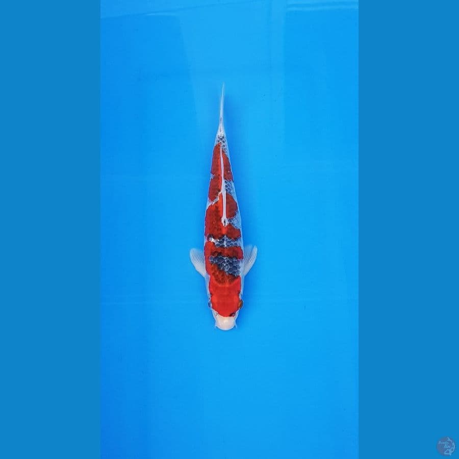 GHOSIKI 35CM
