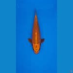 GOLD CHAGOI 45CM (ANTIK)