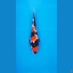 SHOWA 34CM