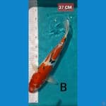 Sanke Doitsu 37 CM
