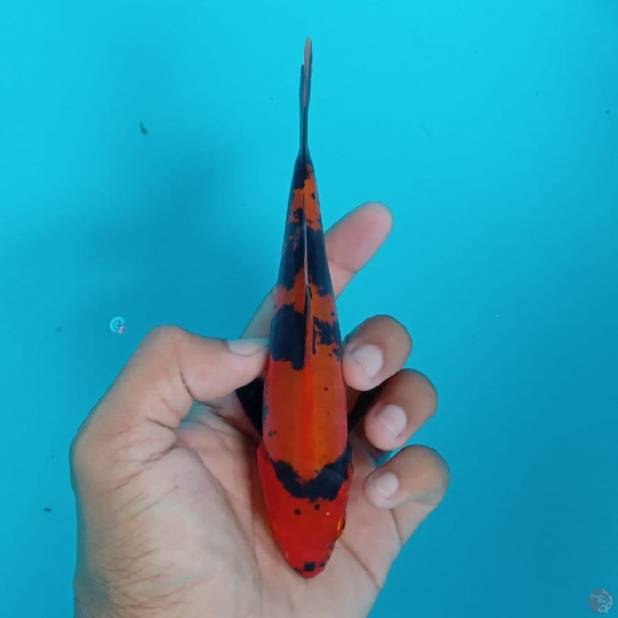 KONJO - DOITSU HI UTSURI 15CM