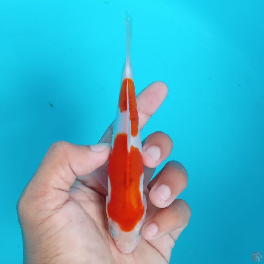 KONJO - DOITSU MURNI 15CM
