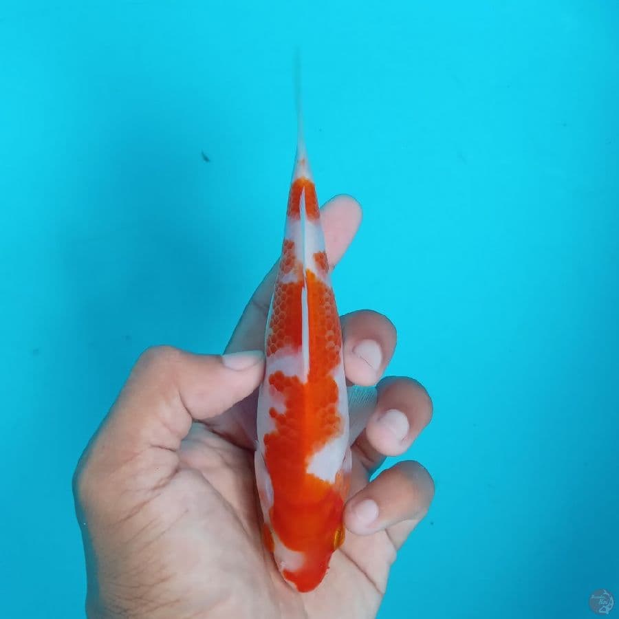 KONJO - KOHAKU 17CM
