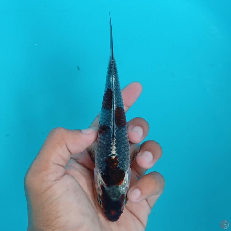 KONJO - BENI GINGGA B 16CM