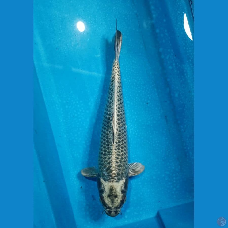 33cm Jantan
