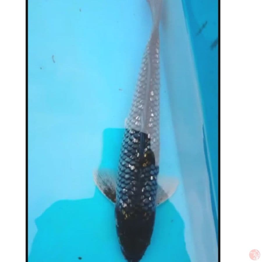 GINRIN OCHIBA 30 CM