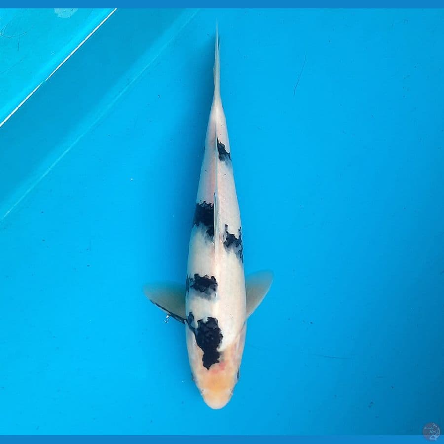 Shiro 27cm