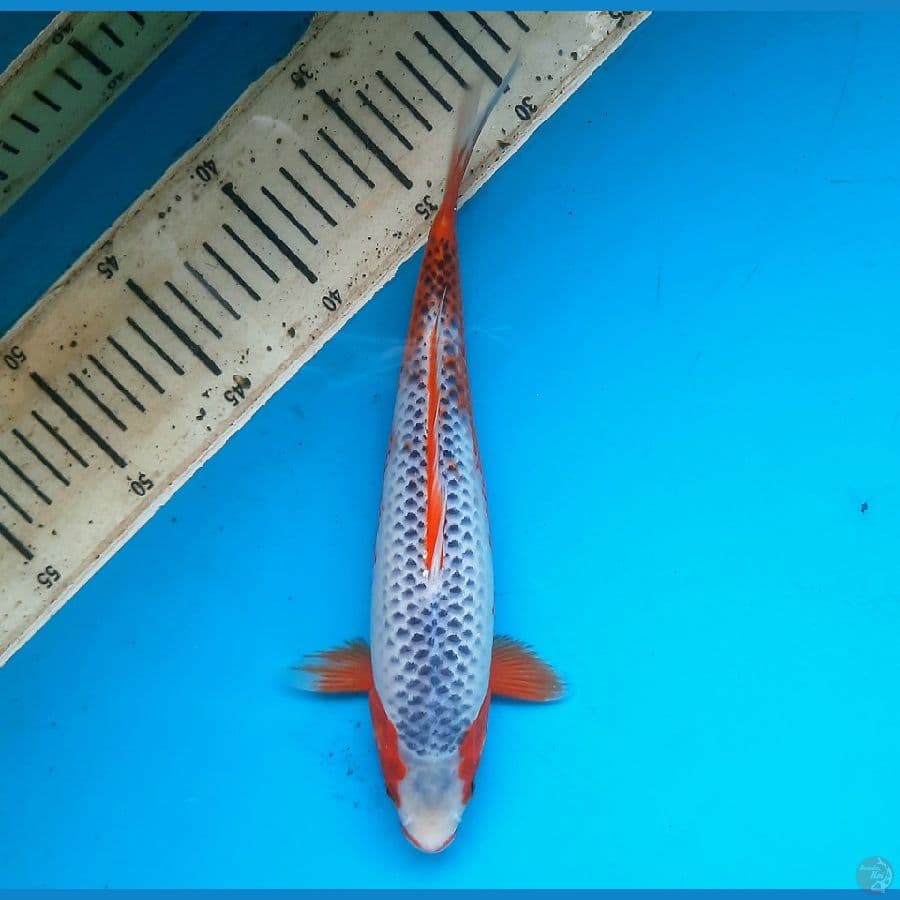 Asagi 28cm female