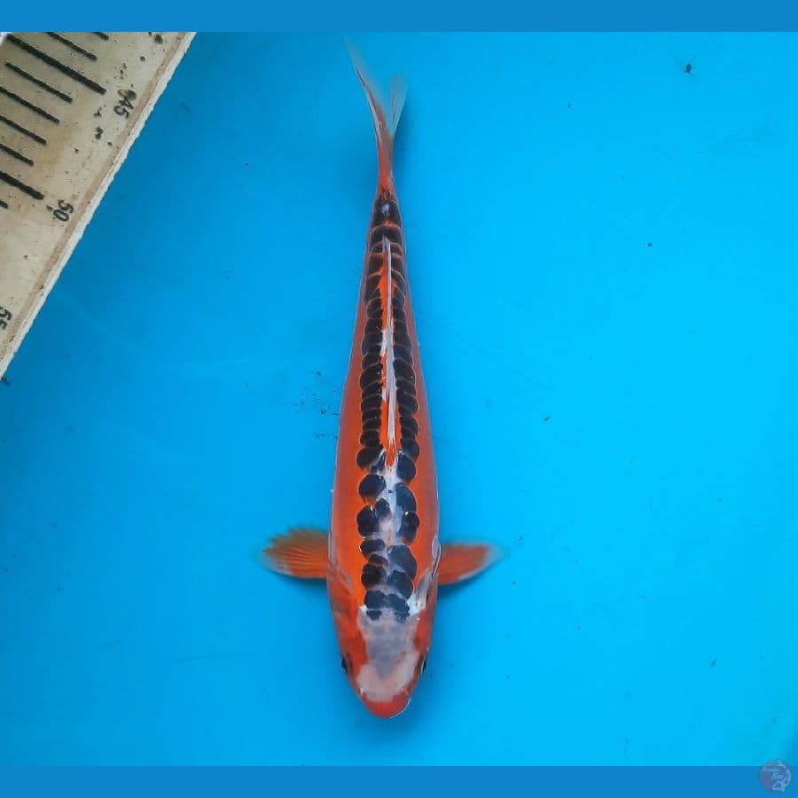 Hana shusui 26cm male