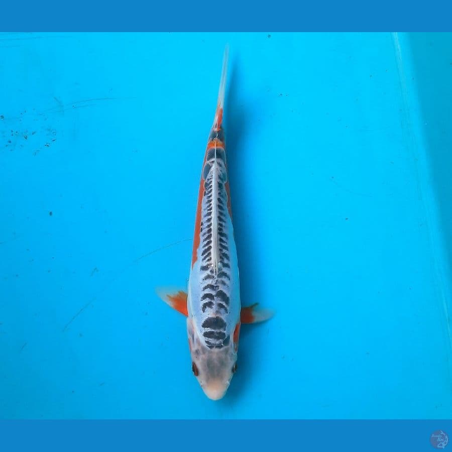 Shusui 21cm