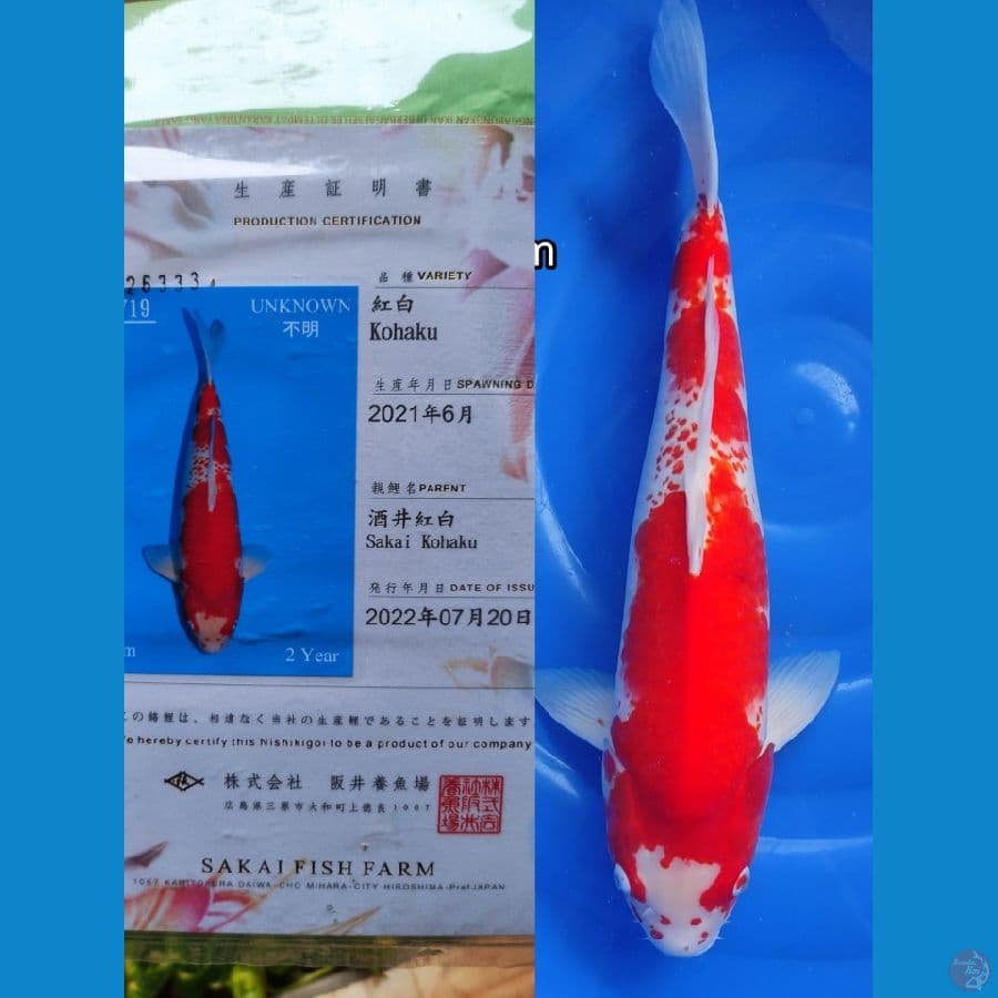 Kanoko Kohaku 60bu