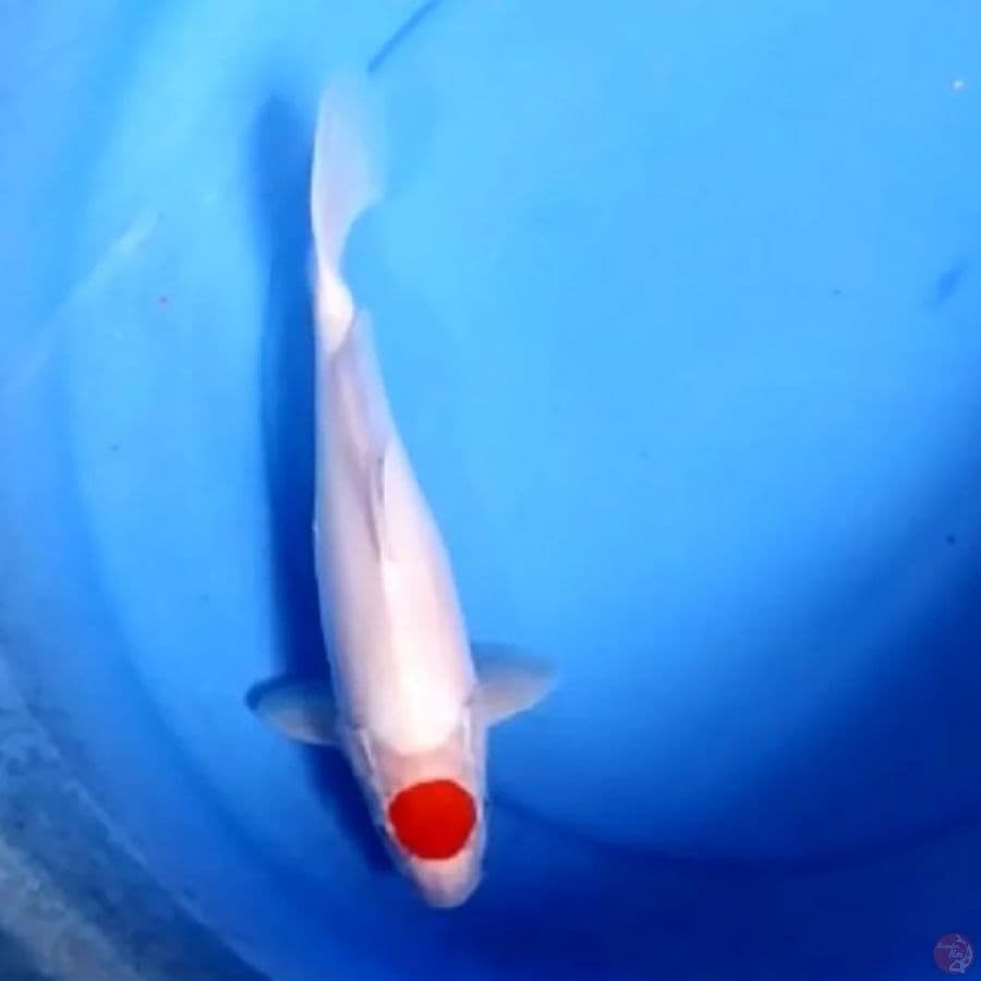 TANCHO KOHAKU 28 CM 