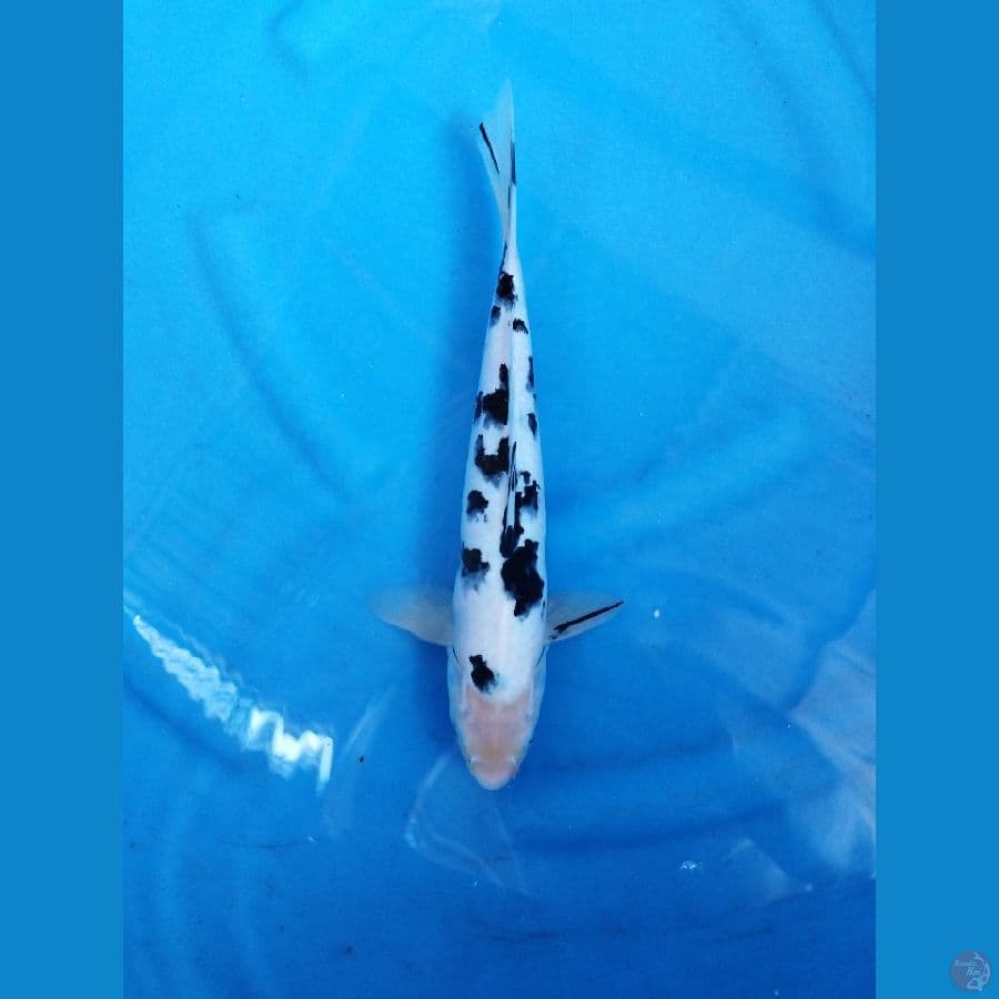 bekko 31cm