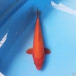 Benigoi 26cm