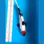 TANCHO SHOWA ORI 33cm 
