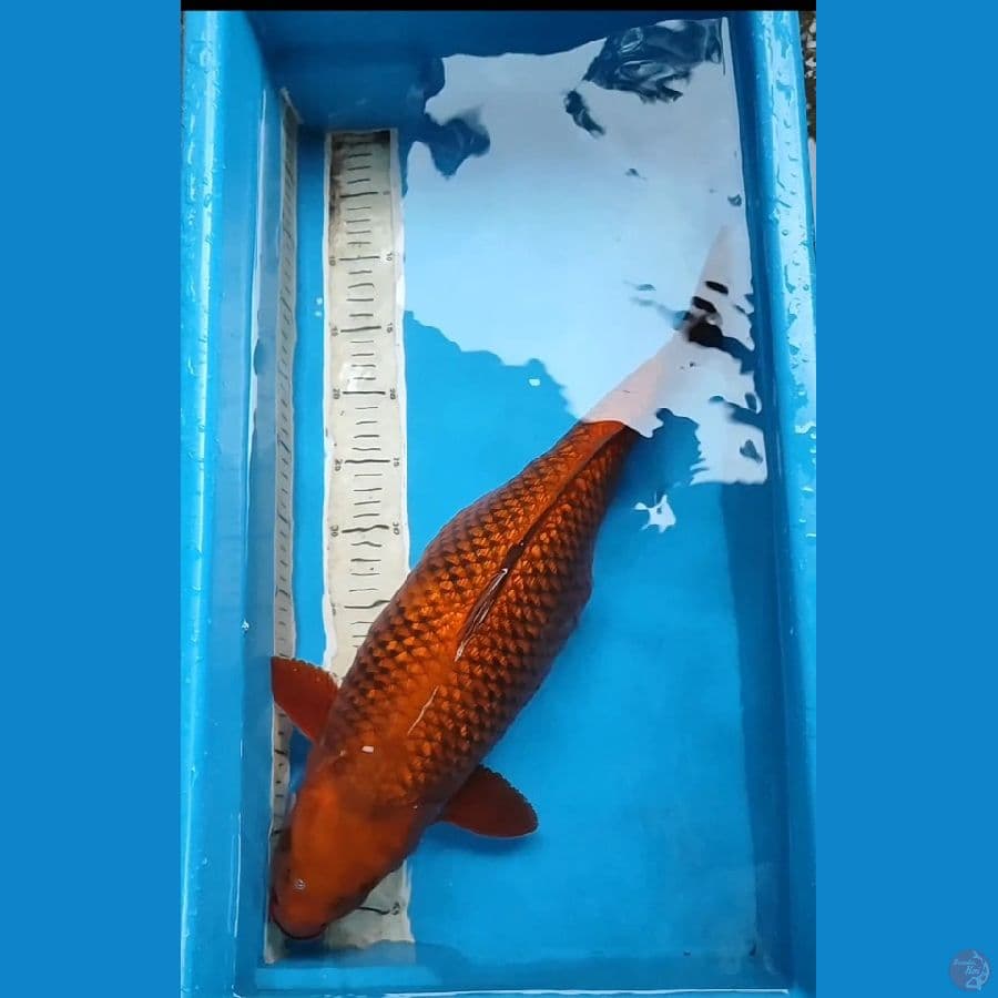 cagoi tembaga 51 cm ginrin