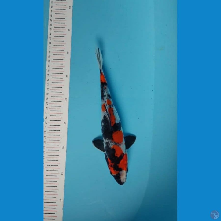 kin showa 26 cm 