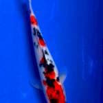 Kindai Showa joss 26cm