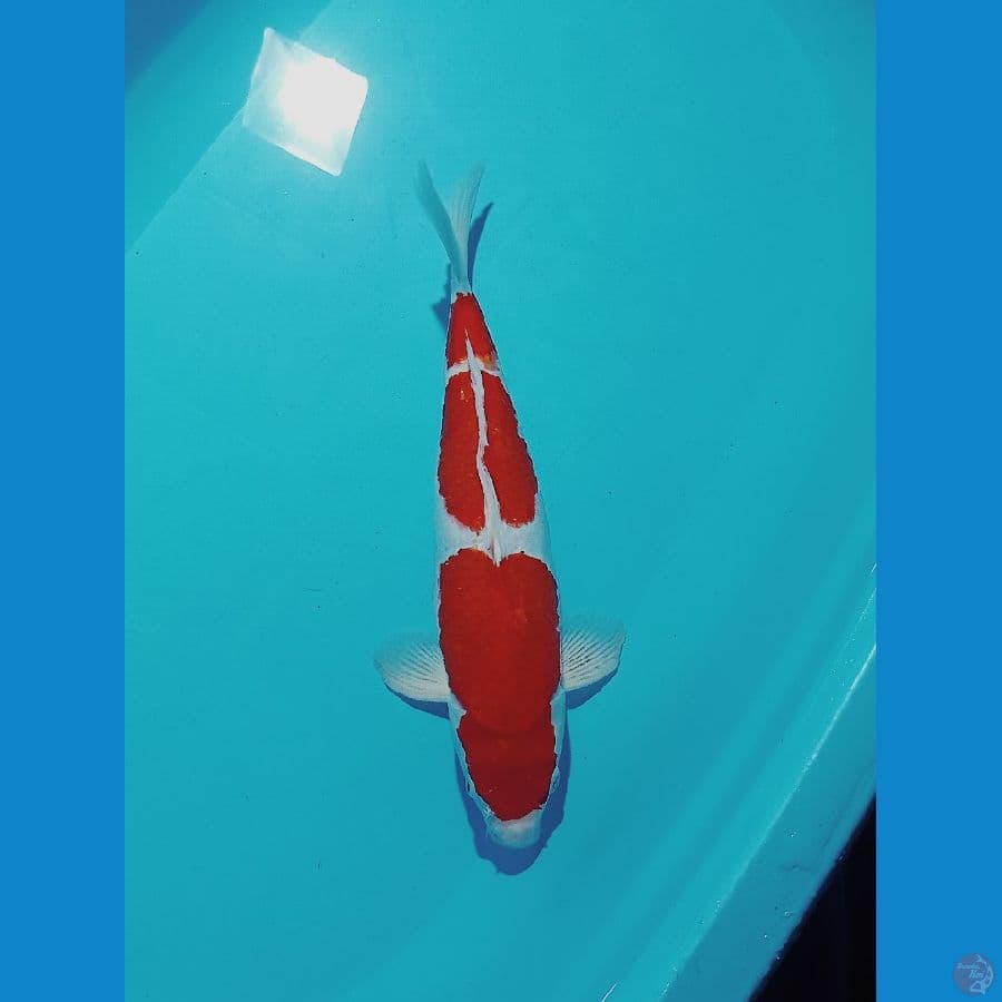 kohaku 40