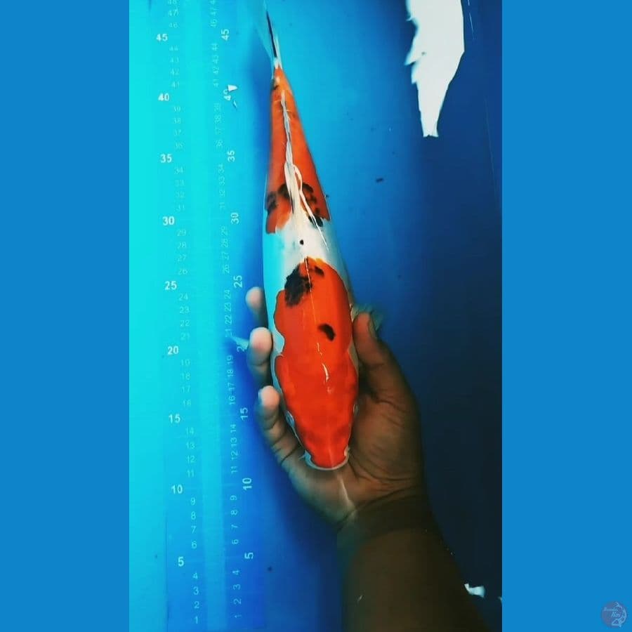 Sanke Doit 35cm