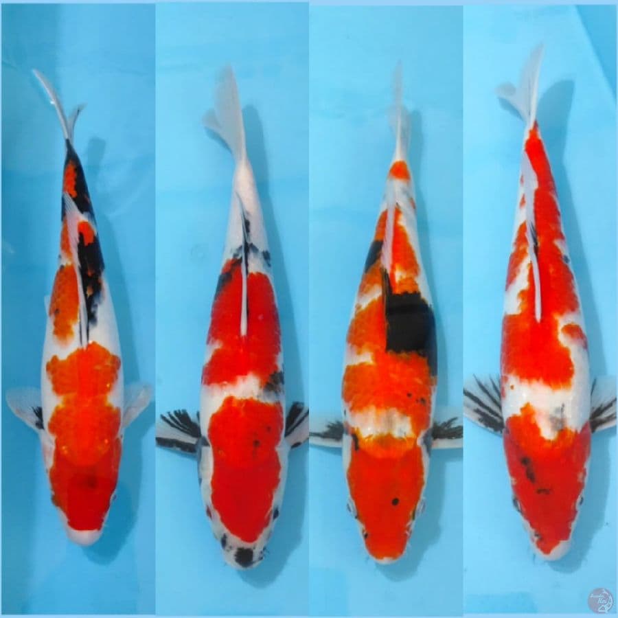 paket showa tategoi size 35cm