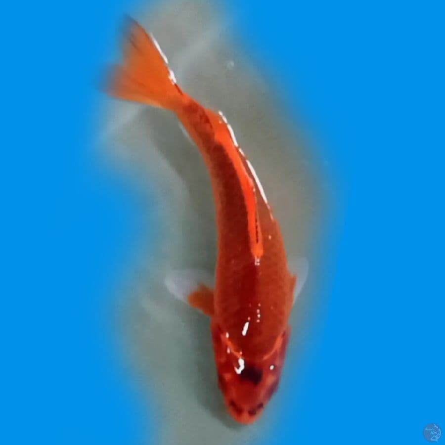 18CM
