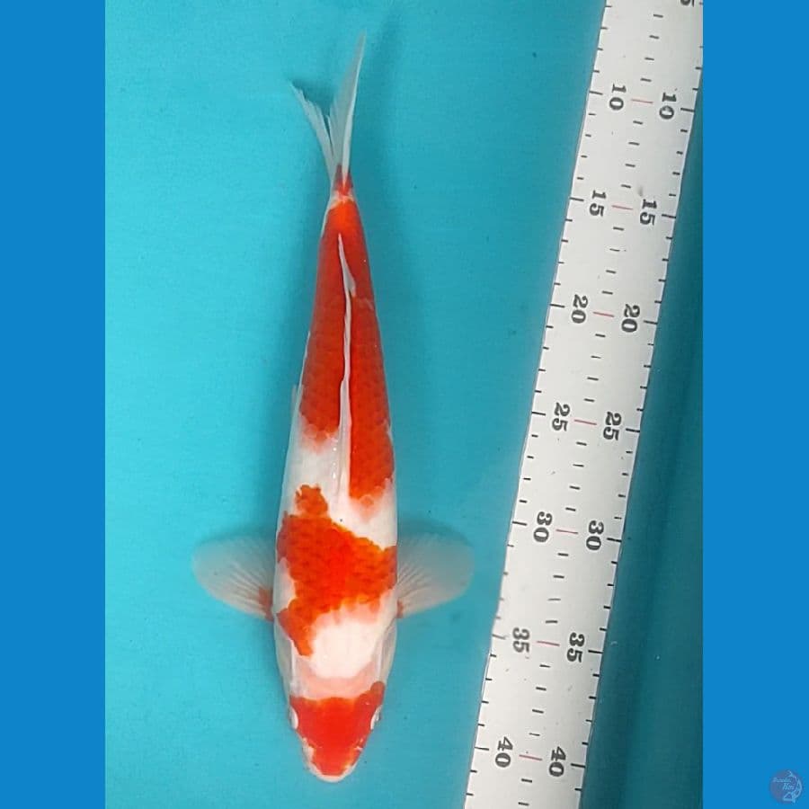 Maruten Kohaku 32cm