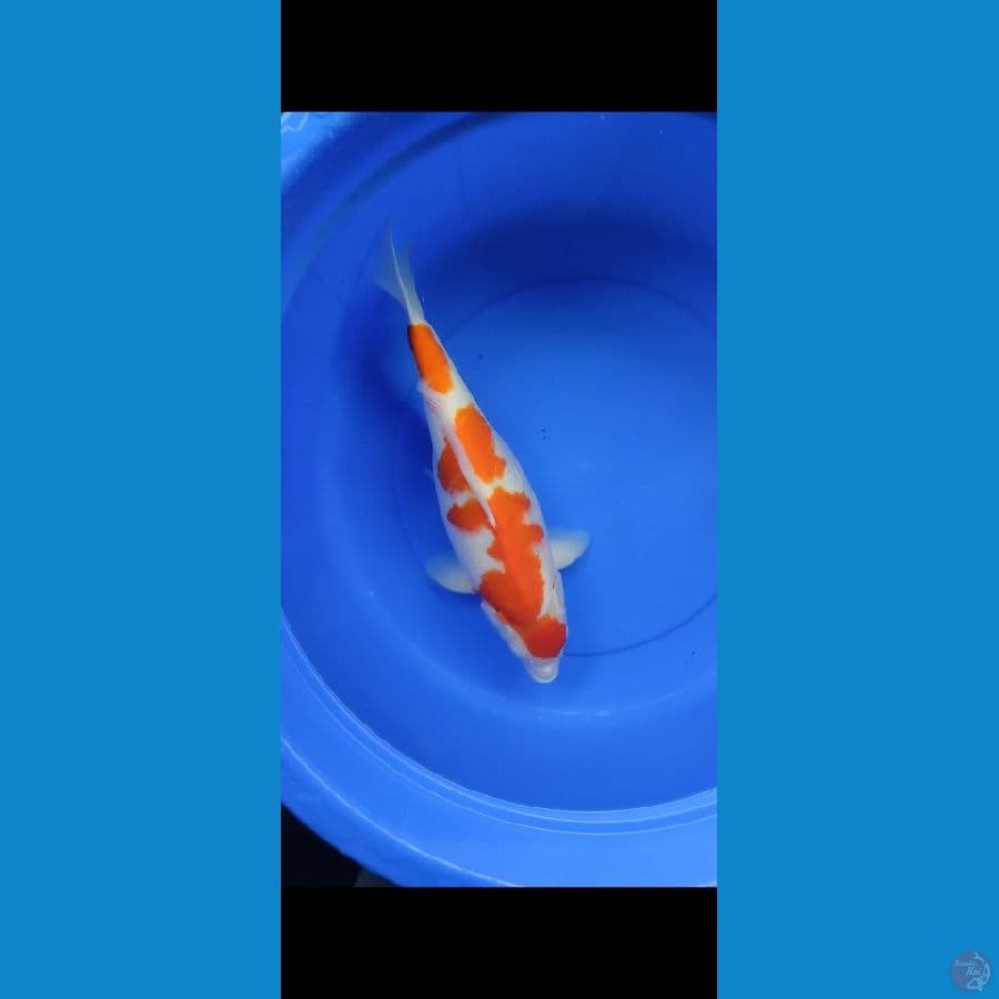 kohaku female