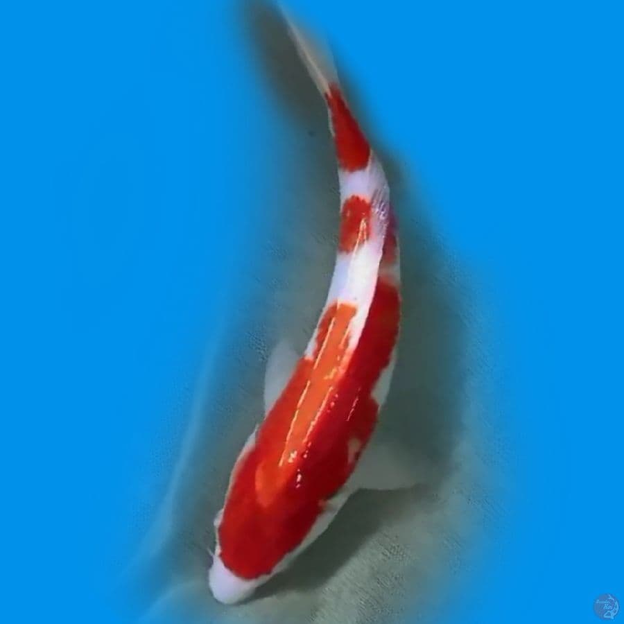 24CM